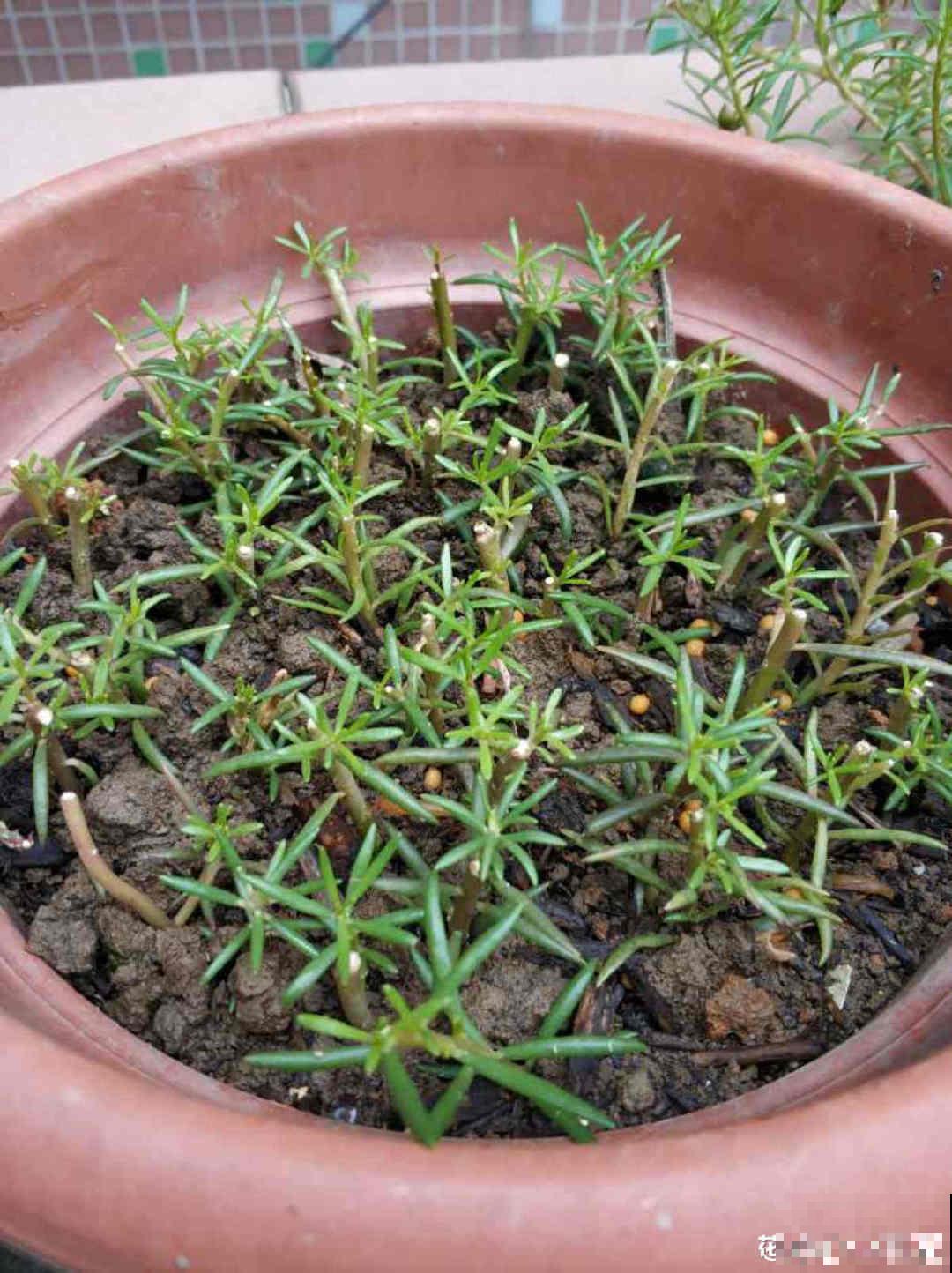 养花大神的爆花技巧，我给大家偷来了，赶紧学