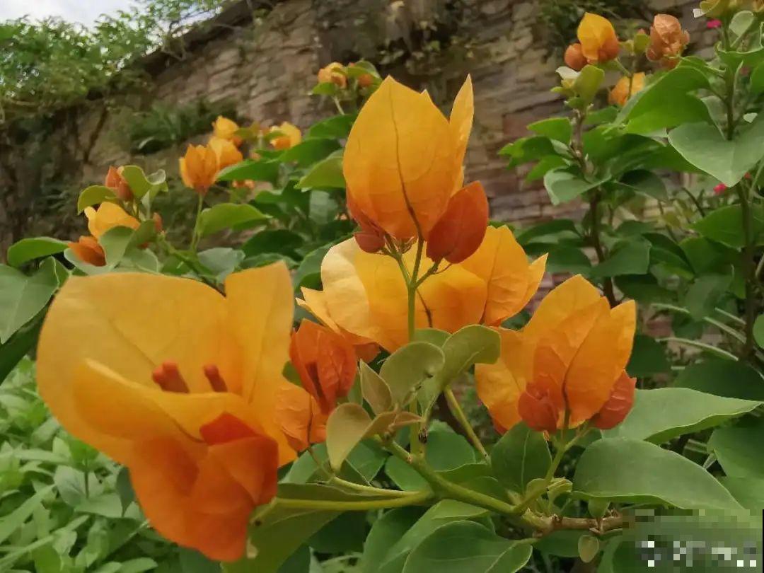 养护三角梅，注意3个养护要点，花期“超长待机”