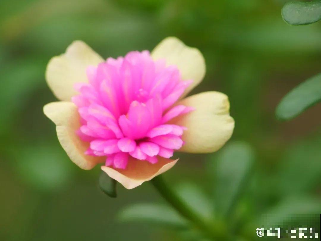 三伏天超美的10种花,妥妥的“开花楷模”,你养了几种? 三伏天超美的10种花,妥妥的“开花楷模”,你养了几种?