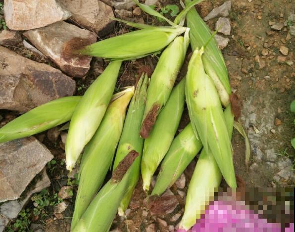 男子追在大象后，捡一筐大象粪，居然是为了养花