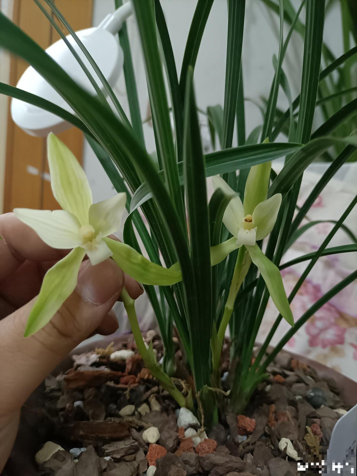 遇到这4种花，请主动远离，闻久了有麻烦