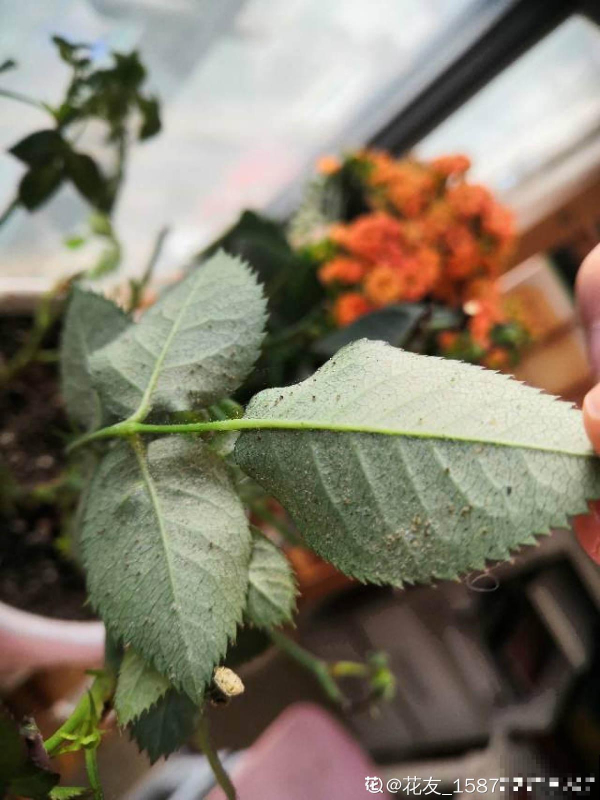 我走过你走过的坑,花友养花多年,心路历程让人感叹 我走过你走过的坑,花友养花多年,心路历程让人感叹