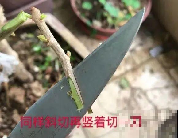 养了30年的玉树,扦插开出9色花,快来沾沾喜气 养了30年的玉树,扦插开出9色花,快来沾沾喜气