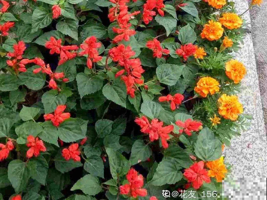 绿化带“壕”无人性，10万块的花堆一起，你认识几个？