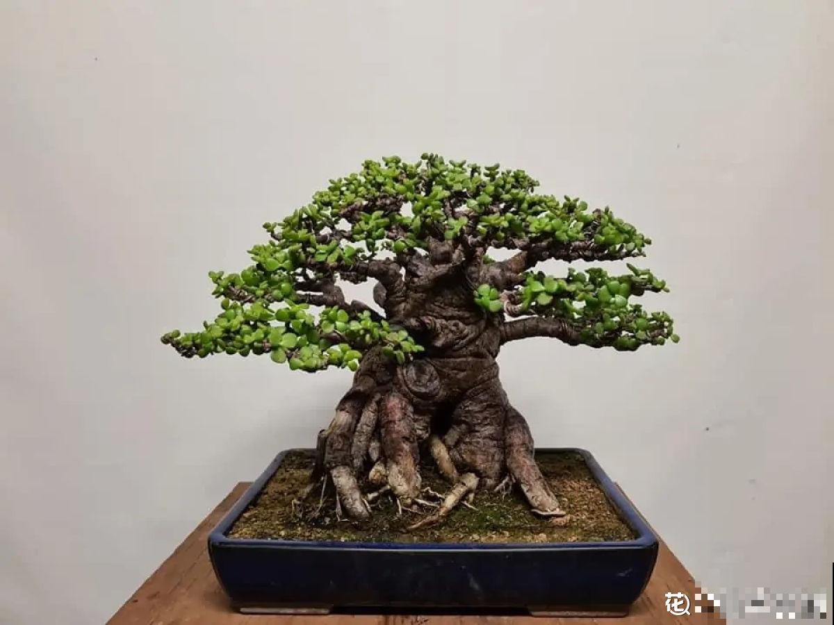 4种便宜花,年限越长越金贵,养好了能当成传家宝 4种便宜花,年限越长越金贵,养好了能当成传家宝