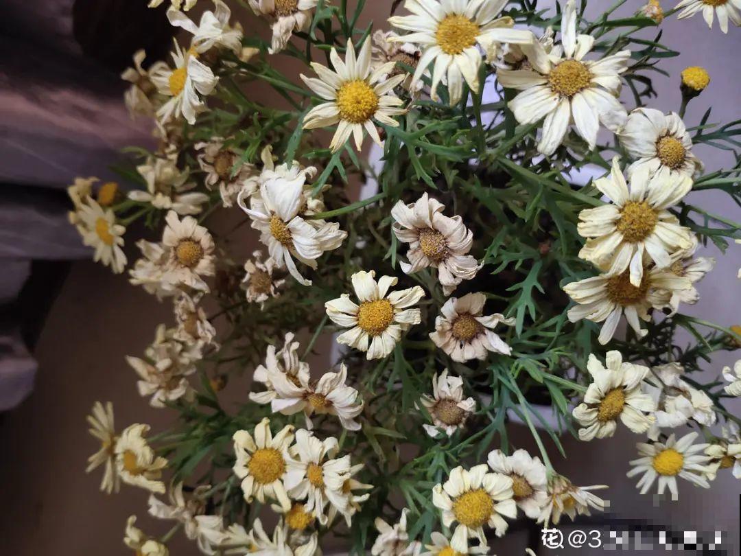 10种花最怕晒，搬进屋里养，不然要死光