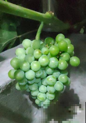 2种方法自制葡萄干，吃起来放心，成就感满满