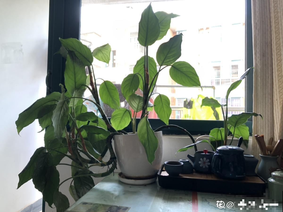 秋天植物苏醒后,重点防烂根,4个要点要做好 秋天植物苏醒后,重点防烂根,4个要点要做好