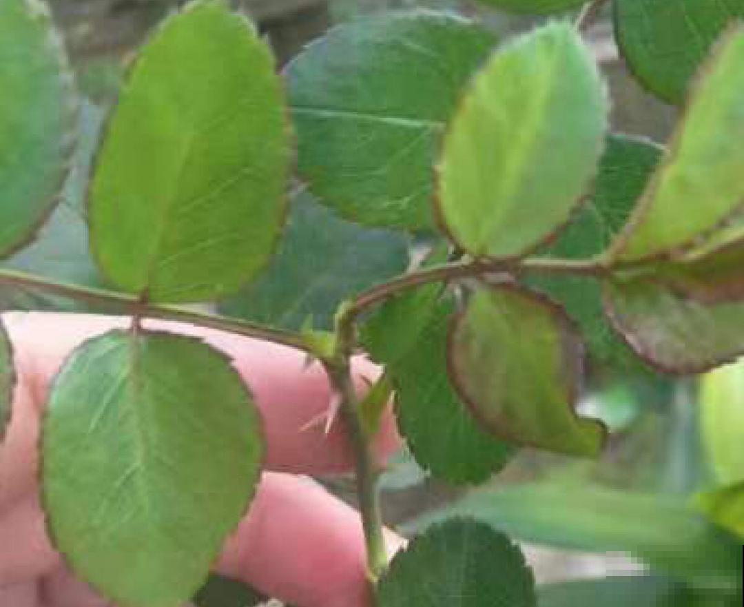 天热要修剪的花，不剪死得快，活不过夏天