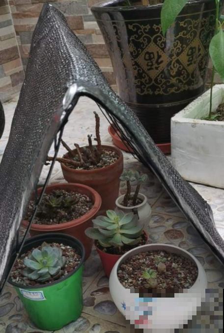 赶紧看看你家多肉，5步养护，大暑安全度过