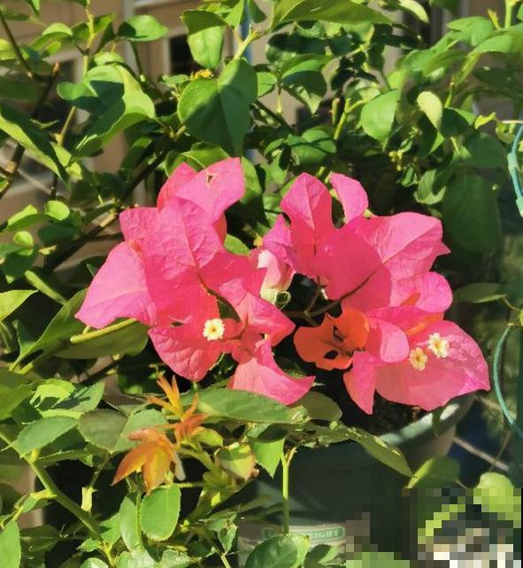 5种植物，年纪越大的人养得越好，太年轻养不好