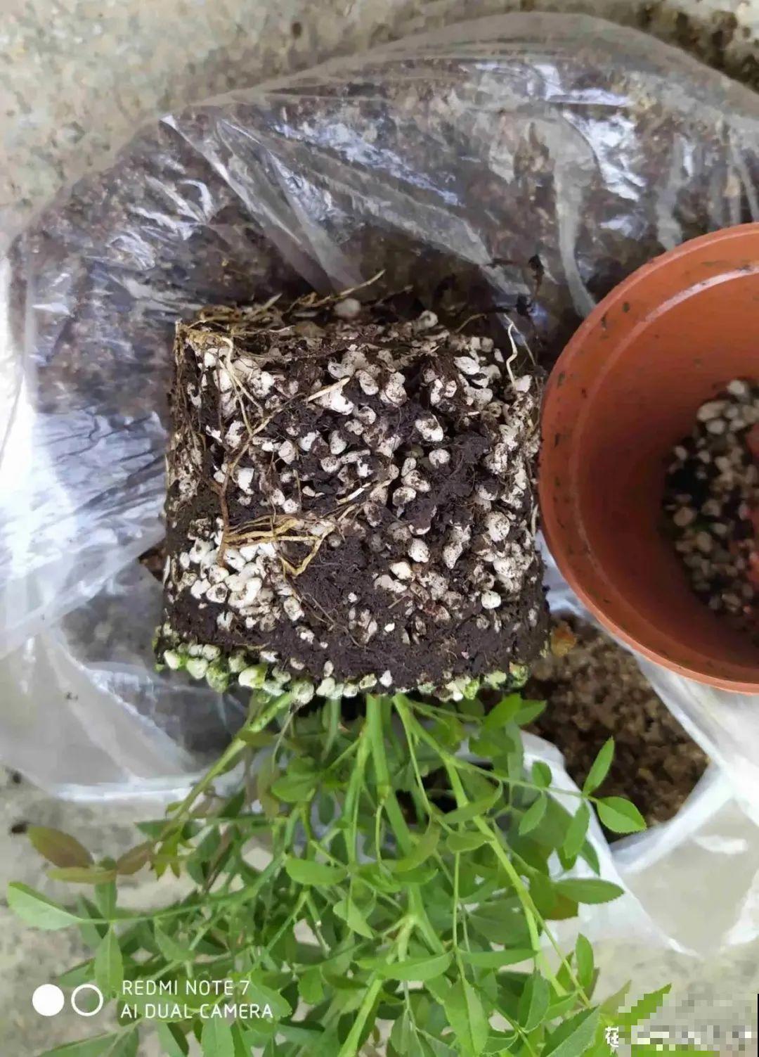 换盆时间到,换好后植物呼呼长,不换全年不开花 换盆时间到,换好后植物呼呼长,不换全年不开花