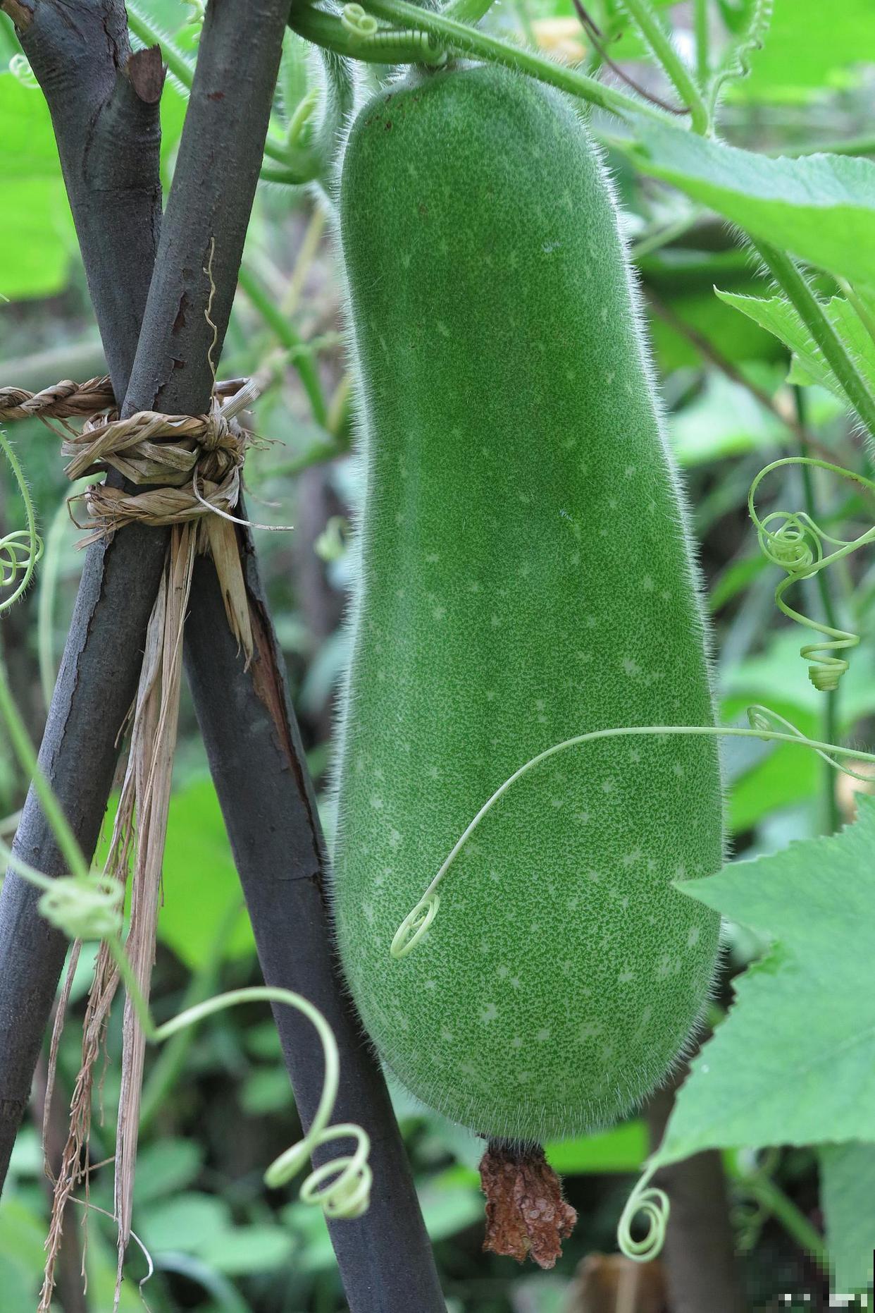 冬瓜个子矮，3个技术掌握好，冬瓜沉得抬不动