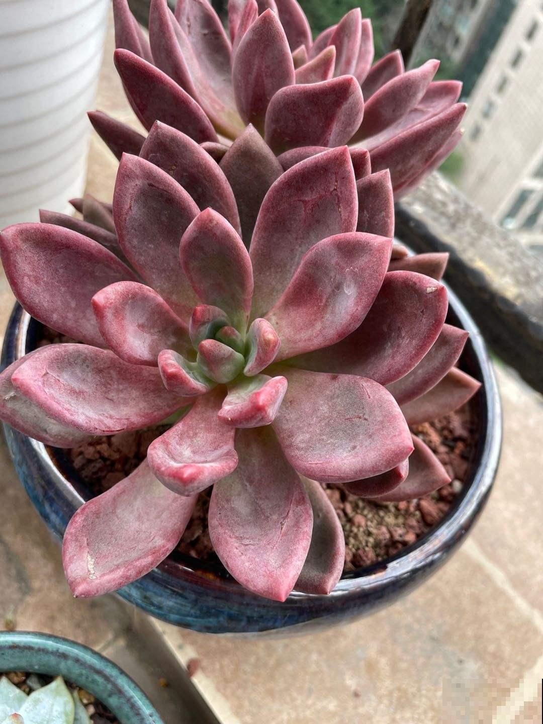 想在夏天养多肉?看看这5种,放在阳台无压力 想在夏天养多肉?看看这5种,放在阳台无压力