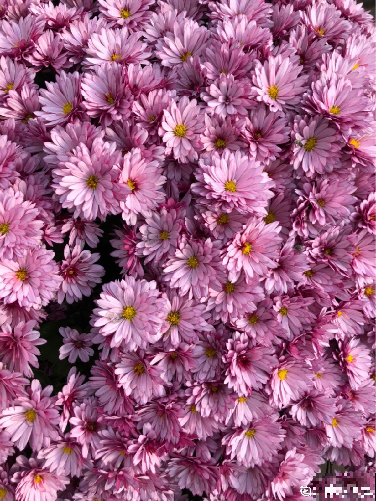 秋天养盆“千朵花”，满盆都是花苞，热热闹闹特好看