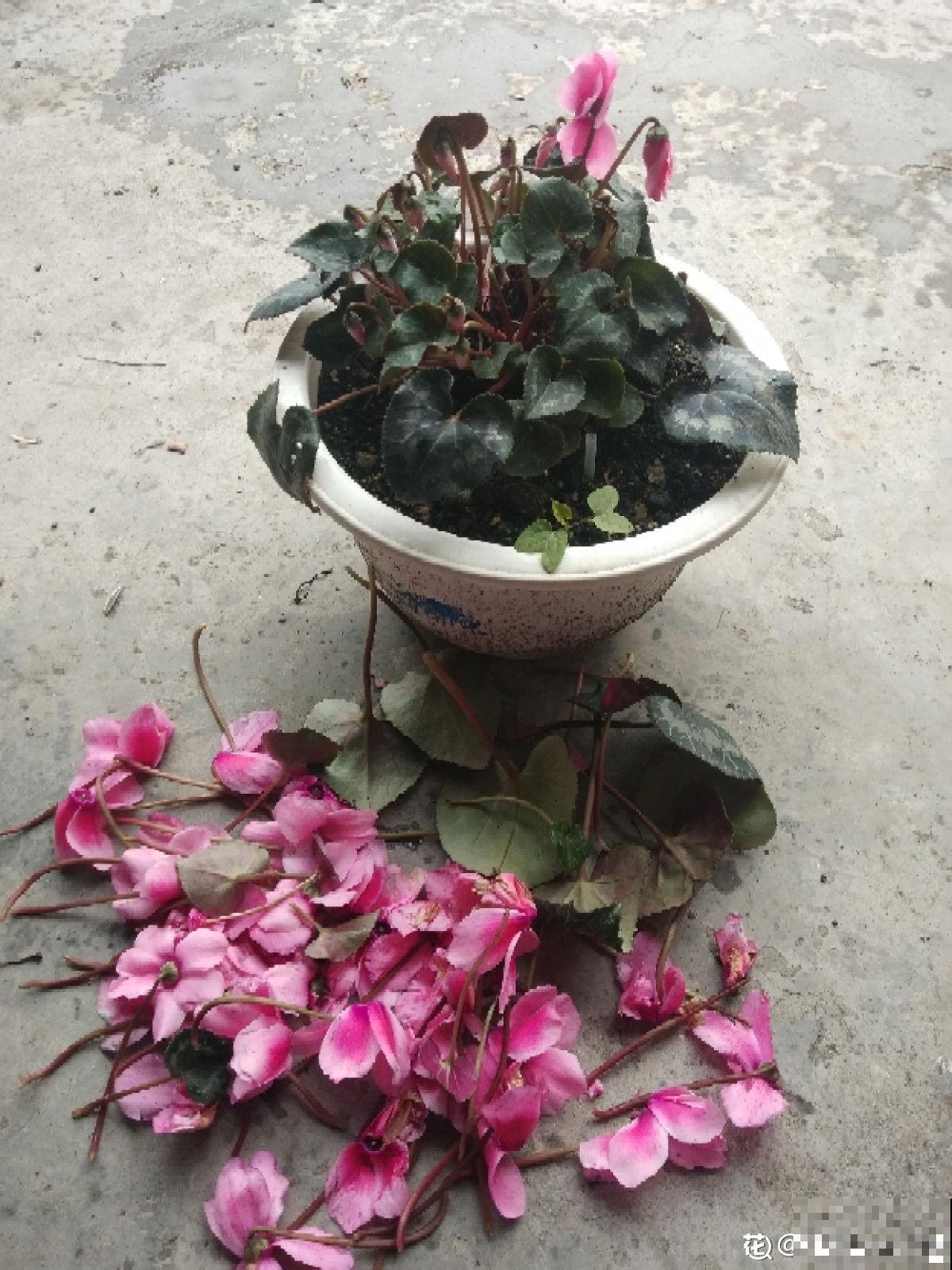 有7种花,冬天卖得最好,想度夏还要费点心 有7种花,冬天卖得最好,想度夏还要费点心