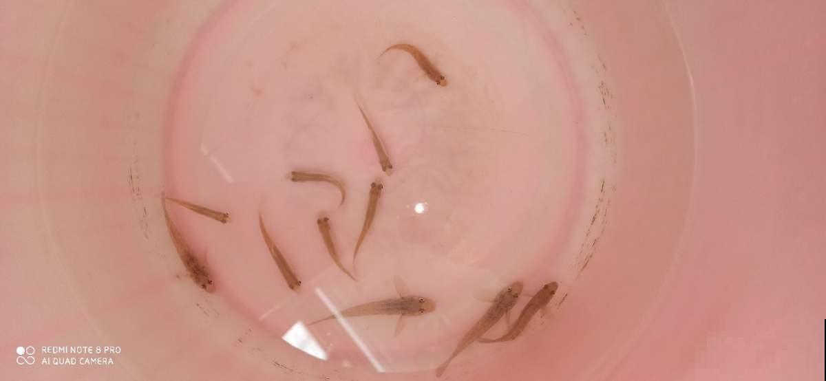 花市老板的养花绝招,今天全给你,一学一个准 花市老板的养花绝招,今天全给你,一学一个准