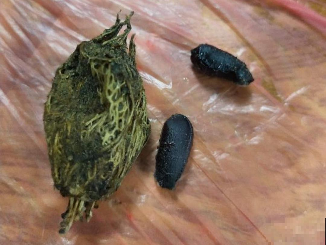 播种时间到,立秋后撒下去,冬春就开花 播种时间到,立秋后撒下去,冬春就开花