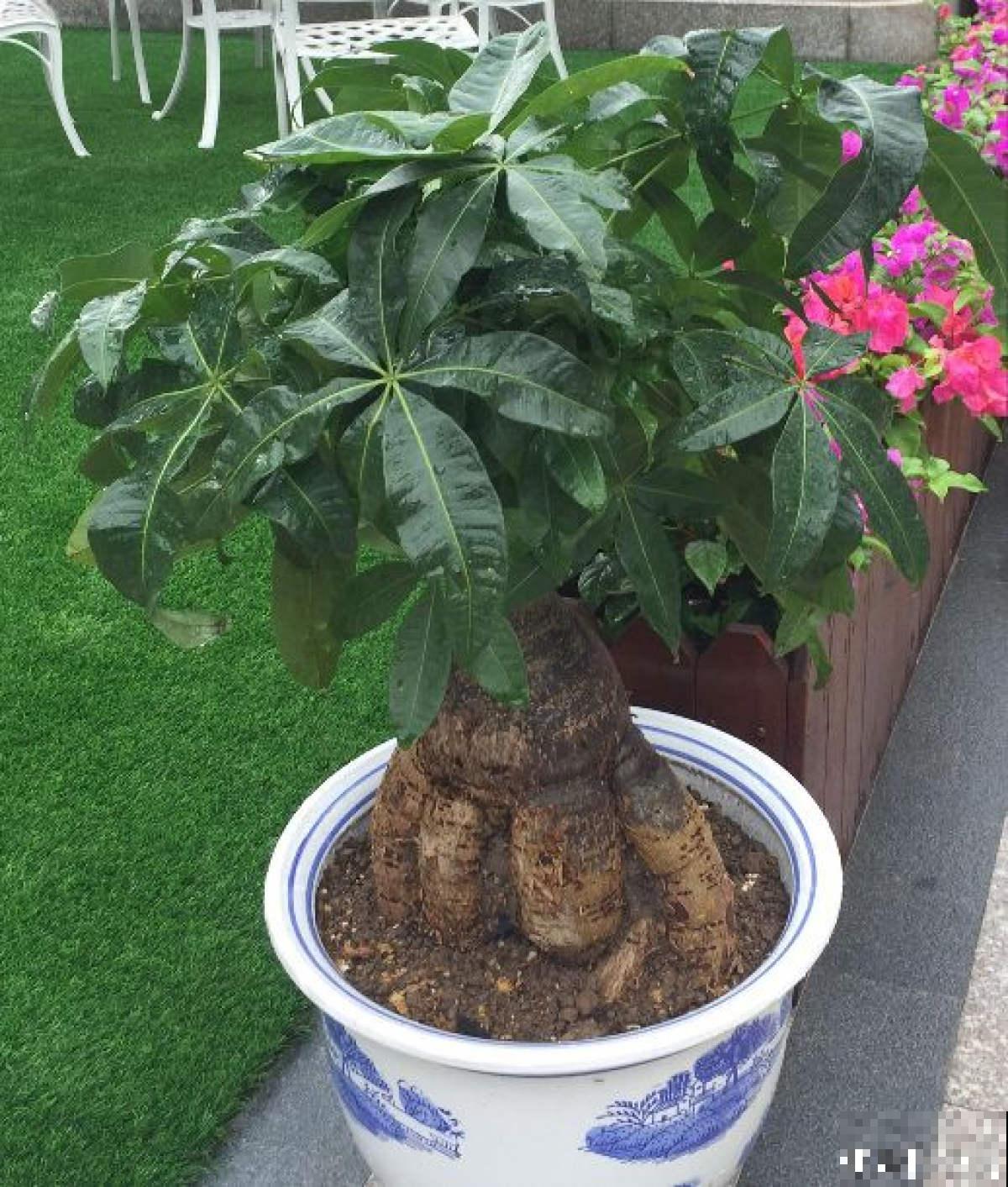 发财树不会剪？修剪工作做得好，整洁又美观