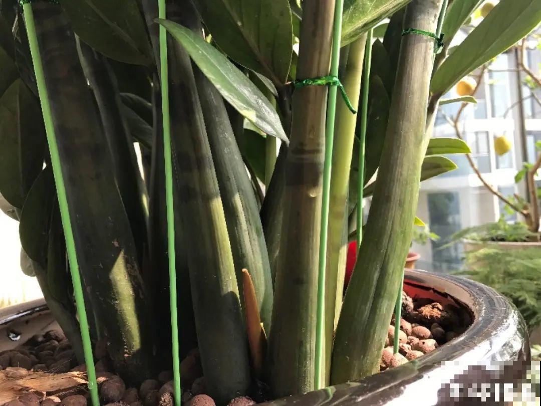 7种花，立秋后换盆，秋冬才能越养越好