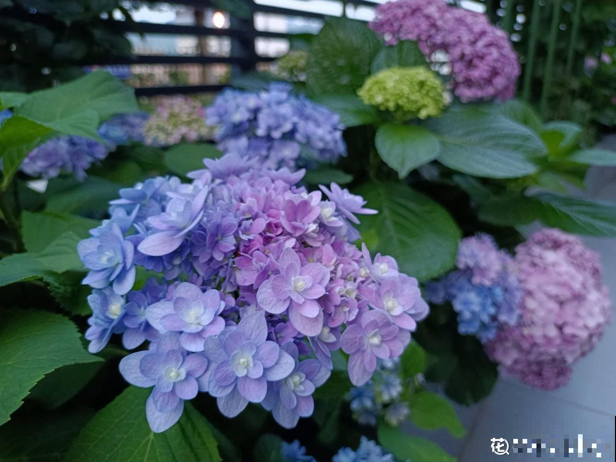 怀孕辣妈超爱养花，亲力亲为建花园，现在人人都羡慕