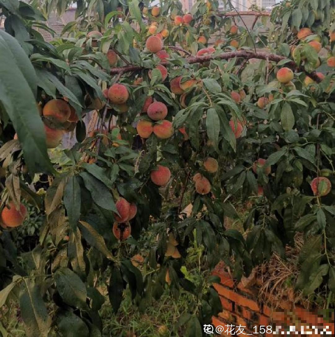 前不栽桑，后不栽柳，院中不种“鬼拍手”，是迷信还是智慧？