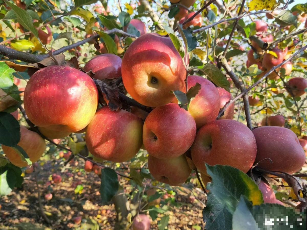 争议大的10种水果，有人说好吃，有人说难吃，你吃过几种