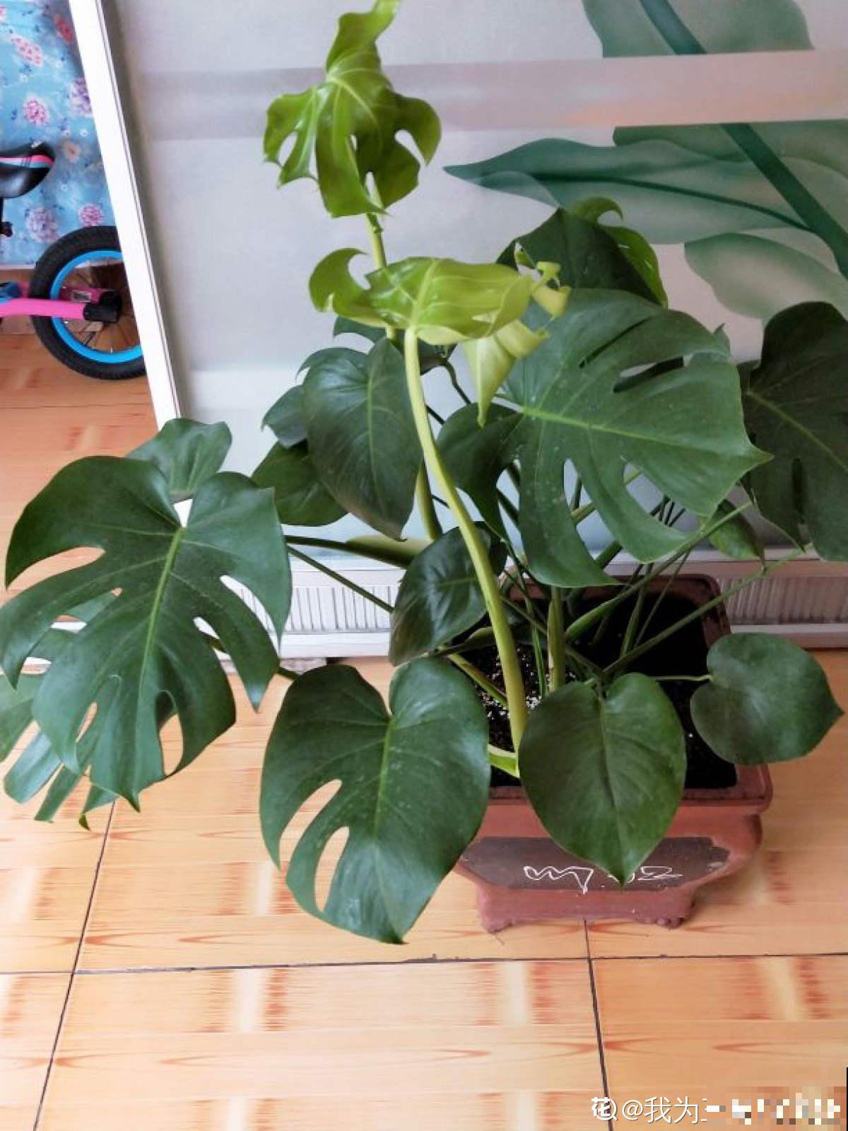 南方泛滥的花,北方人“爱不释手”,太“拉仇恨”了 南方泛滥的花,北方人“爱不释手”,太“拉仇恨”了