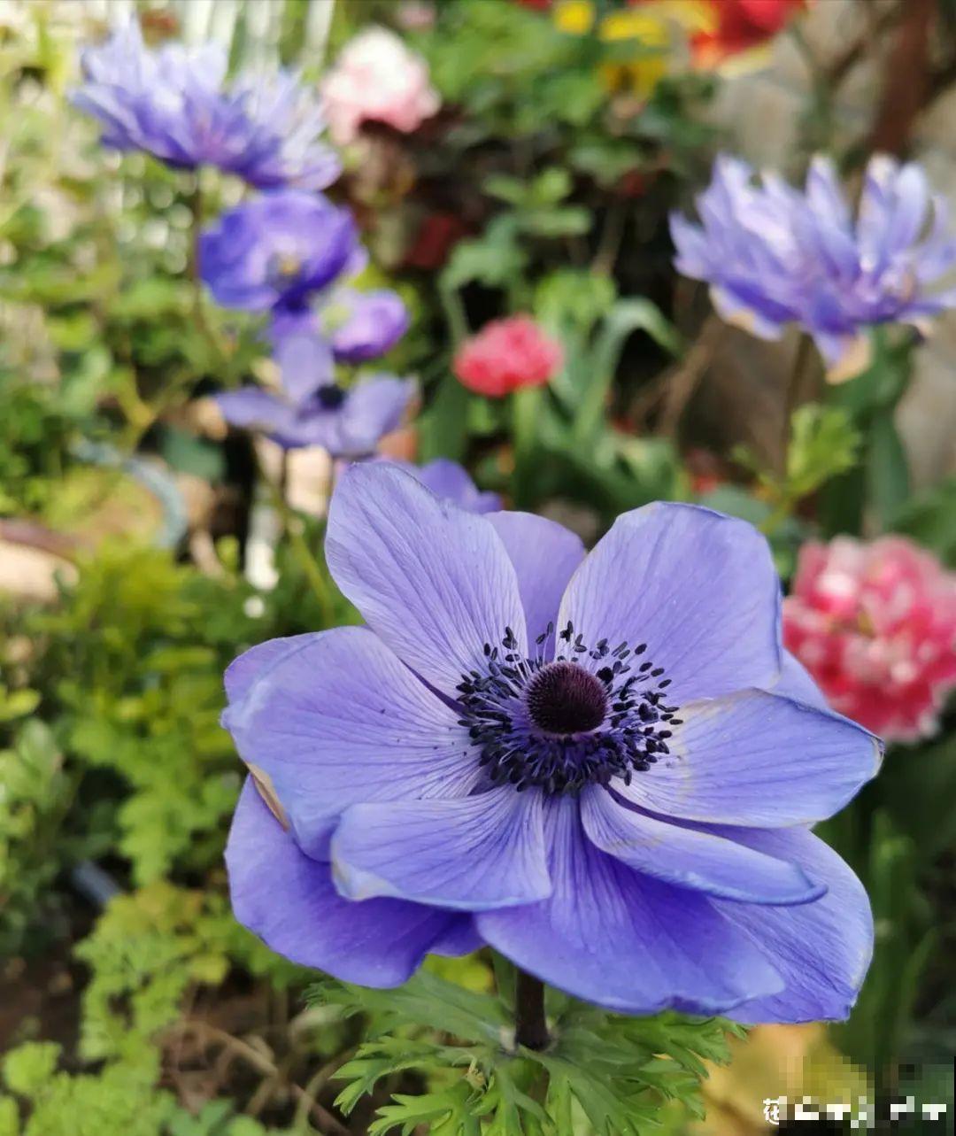 特有气质的小众花，颜值超高，温度零下也能活