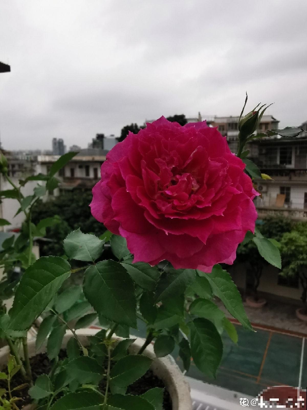 秋天到,花多多也该准备上了,早点用上开花多 秋天到,花多多也该准备上了,早点用上开花多