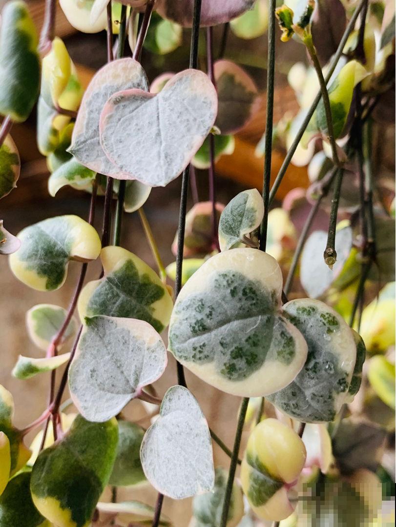 耐阴好养的“绿窗帘”，掐根枝条就能养，屋里没光也能长爆盆