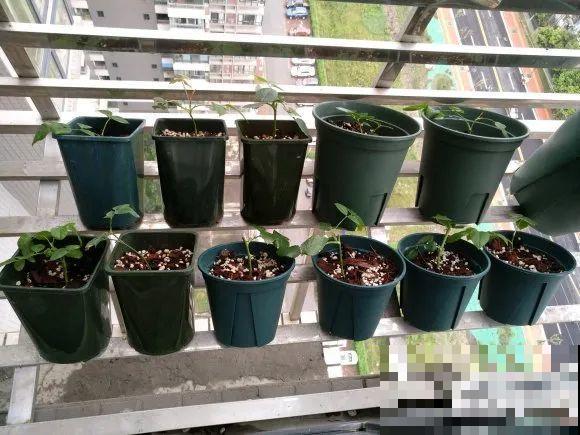 6月份扦插，选好合适的植物品种，沾土、泡水都能活