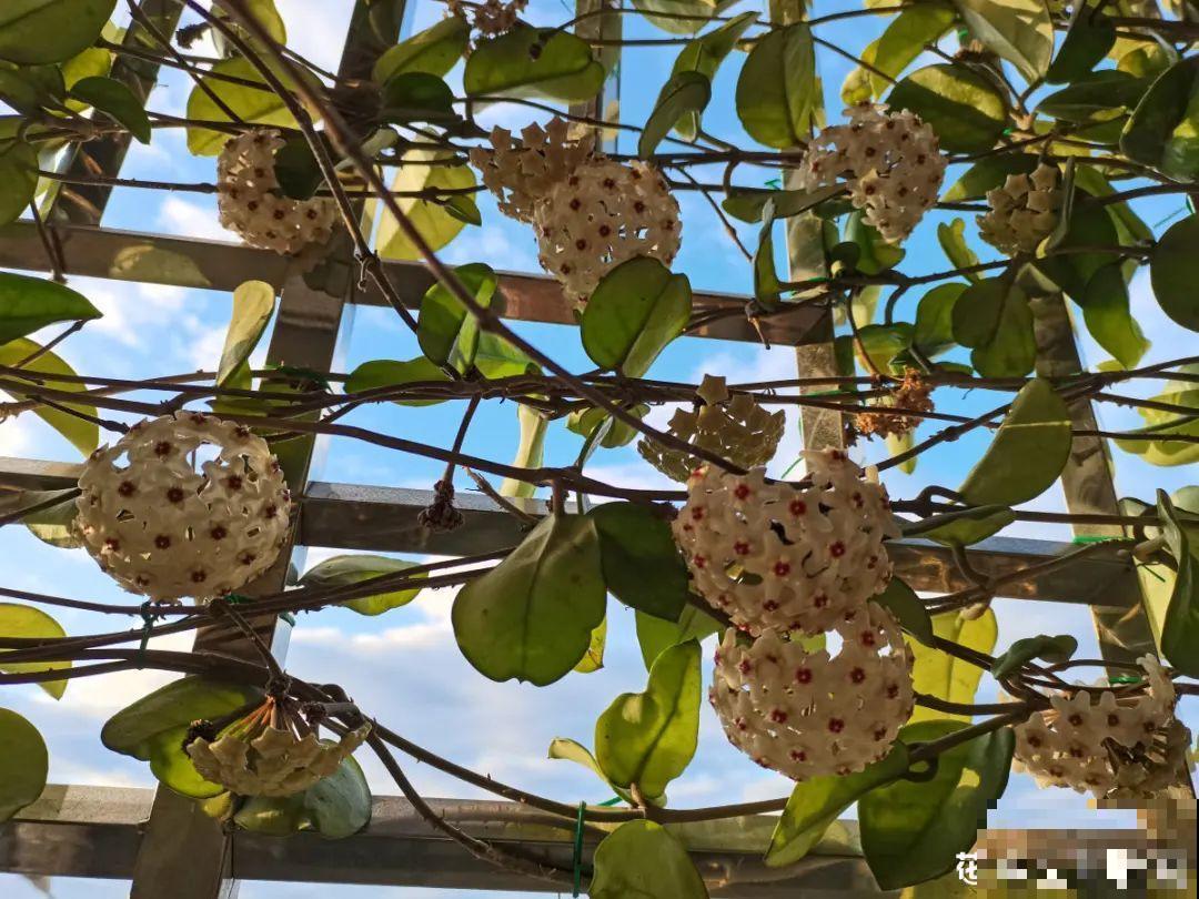 活的“香水花”,夏天一直开,满院子都是花香 活的“香水花”,夏天一直开,满院子都是花香