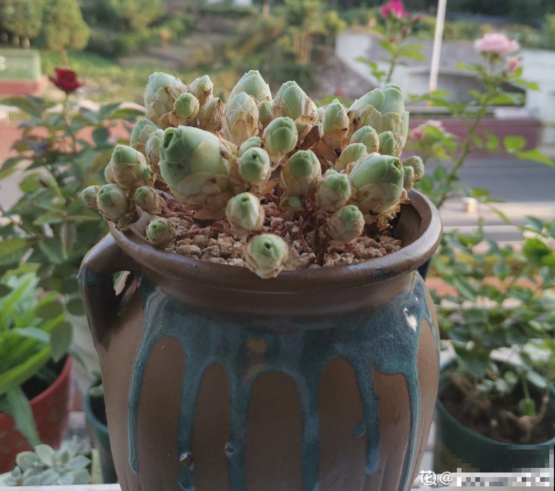 养花换个方法，长得更旺，养花杀手必看