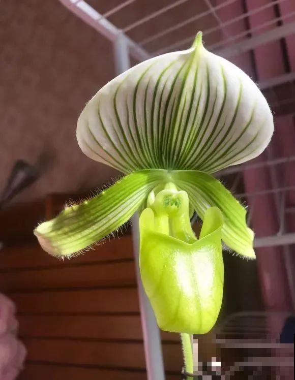 10种花,看着贵气有格调,实际价格很便宜 10种花,看着贵气有格调,实际价格很便宜