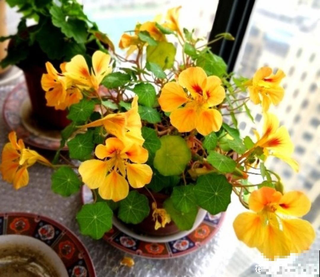 30℃以上，10种花就先别养了，买一盆死一盆，别怪我没提醒你