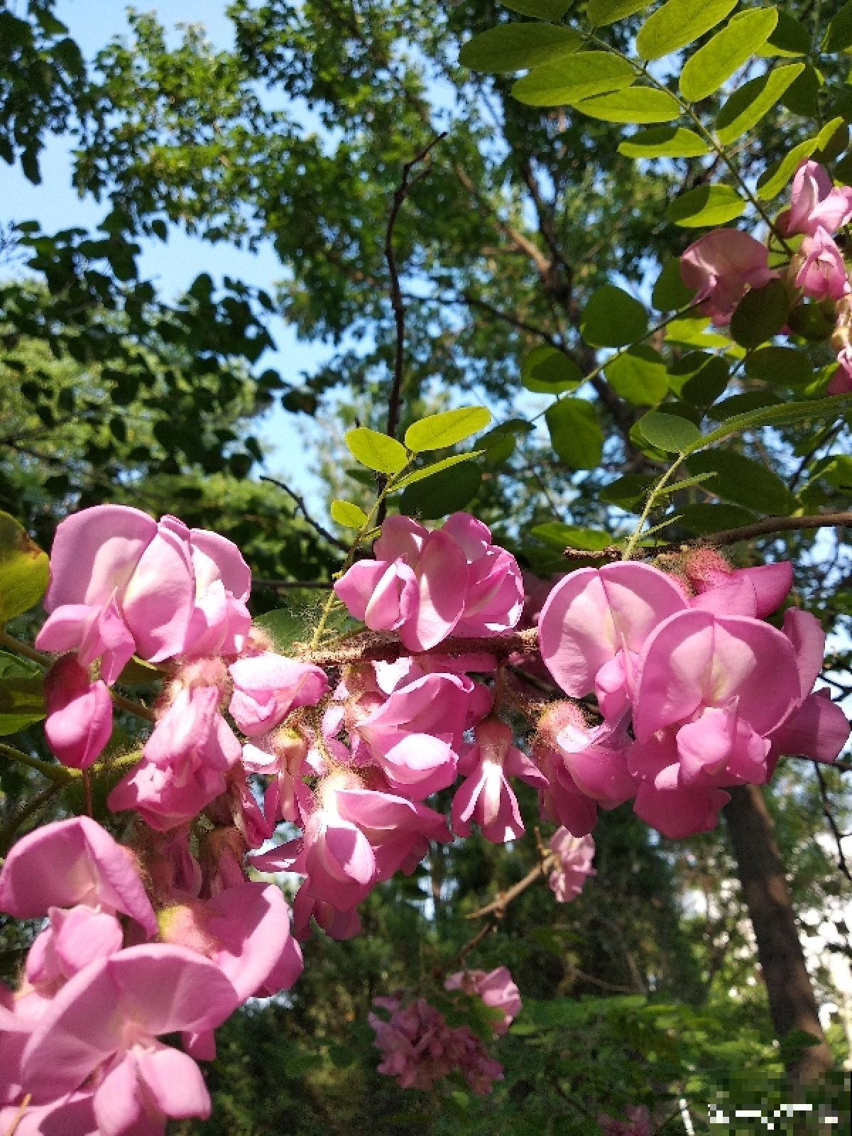 槐树好处多，但是很少有人种院里，究竟为啥？