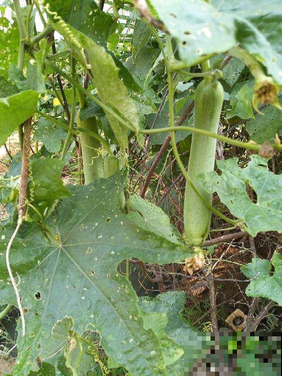 老人常说夏吃瓜，入夏就要多吃4种瓜，凉血去火对身体好