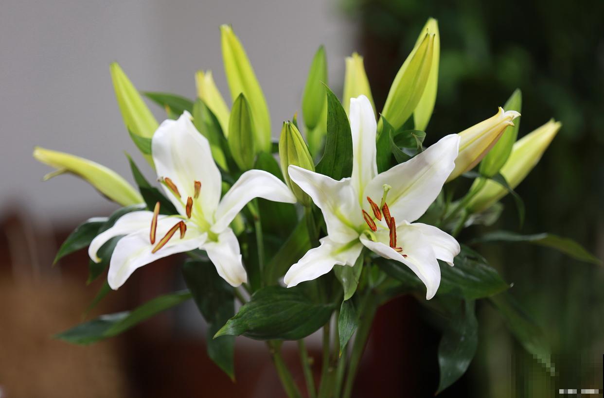 要想百合开花多，做好3点养护，到了季节就开花