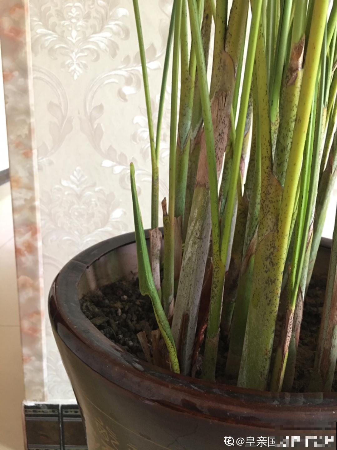 大叶子耐阴花，室内一定养，叶子比脸大，真凉快