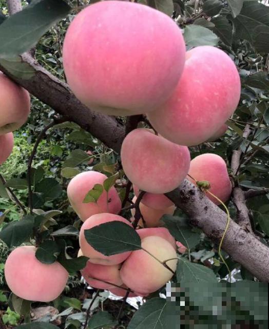 果树首选种苹果，6个步骤，在家吃到大苹果