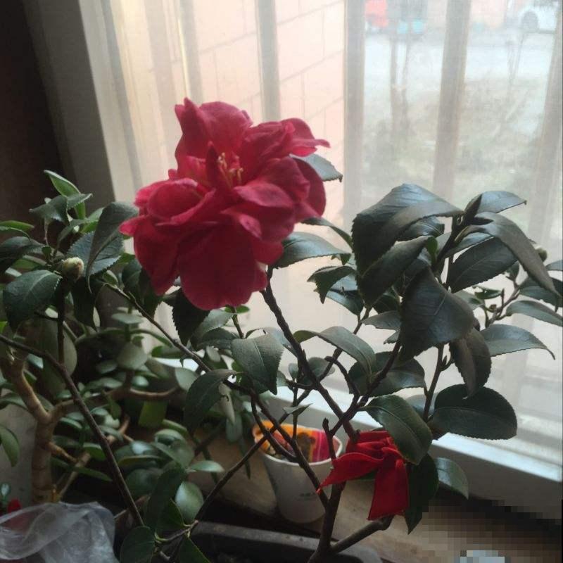 好看就能养活？5种好看但难养的花，小白难养活