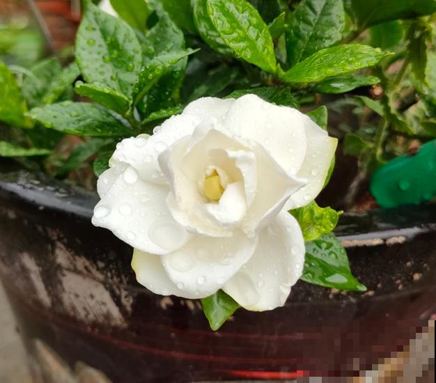 公认的“必死花”，买过“N”次都养不好，实在是太难养了！