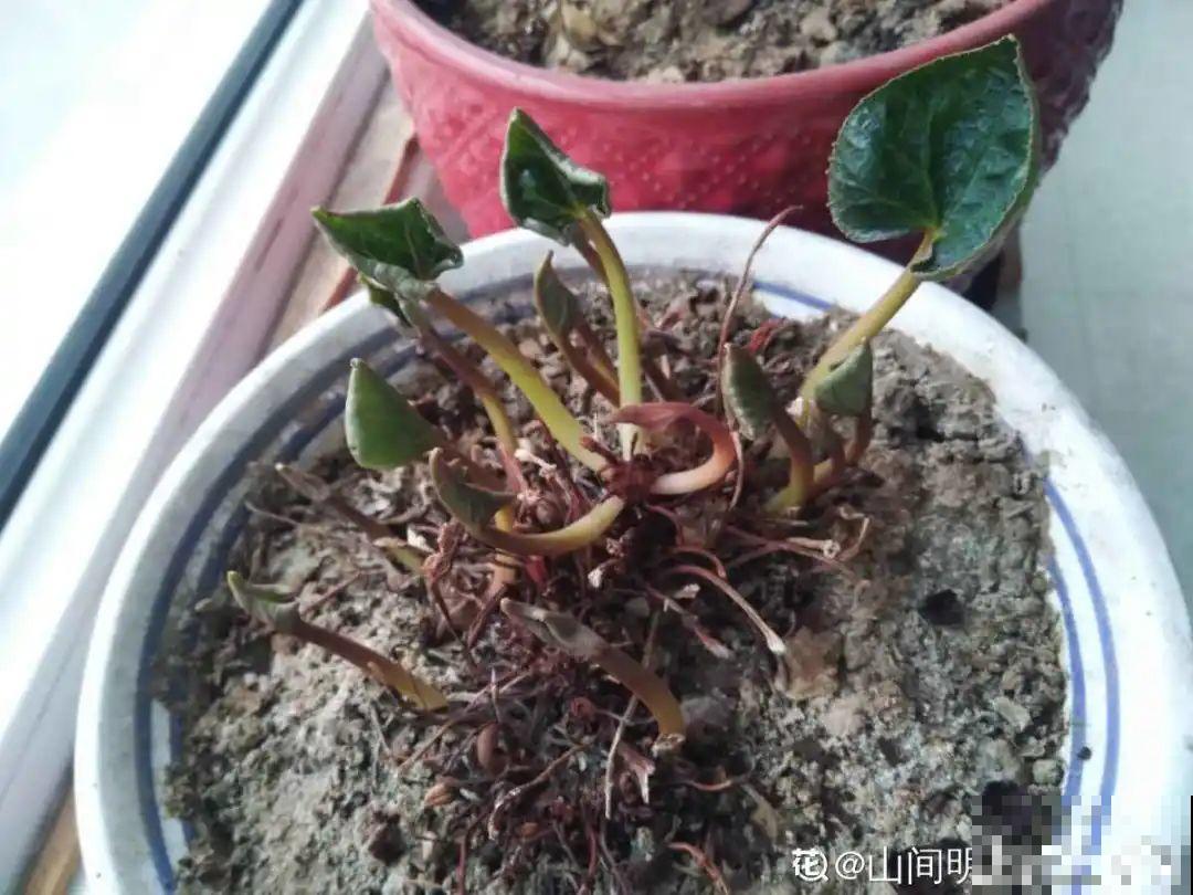 9种花,天热会“假死”,千万别丢了,秋天就苏醒 9种花,天热会“假死”,千万别丢了,秋天就苏醒