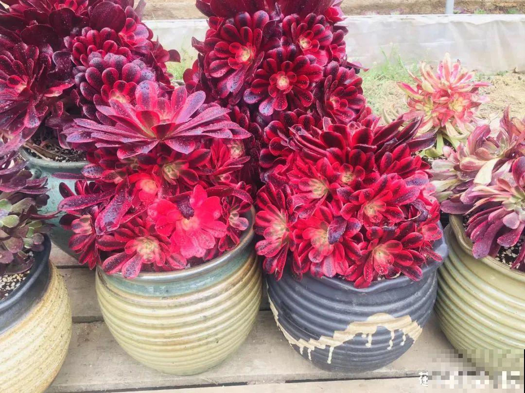 8种花夏天不能买,买回来就死,白浪费钱 8种花夏天不能买,买回来就死,白浪费钱