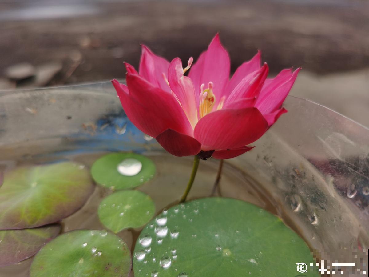 因为名字晦气，婆婆总和我闹别扭，养碗莲有什么错？