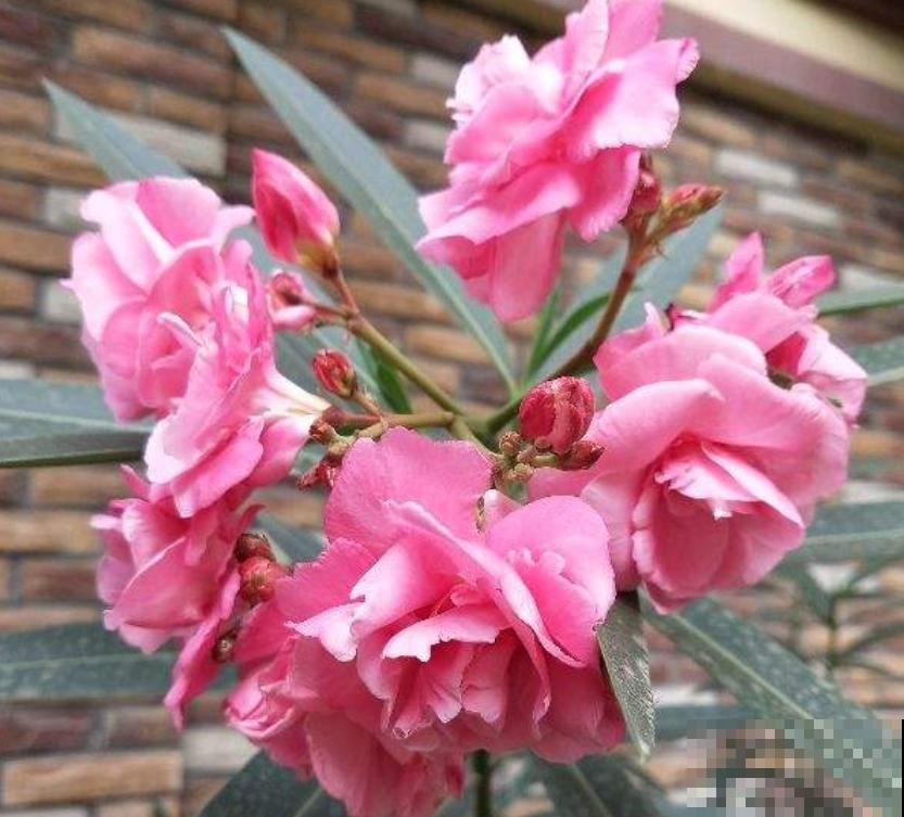 养花人必知的5个常识,提前注意,才能将花养好 养花人必知的5个常识,提前注意,才能将花养好