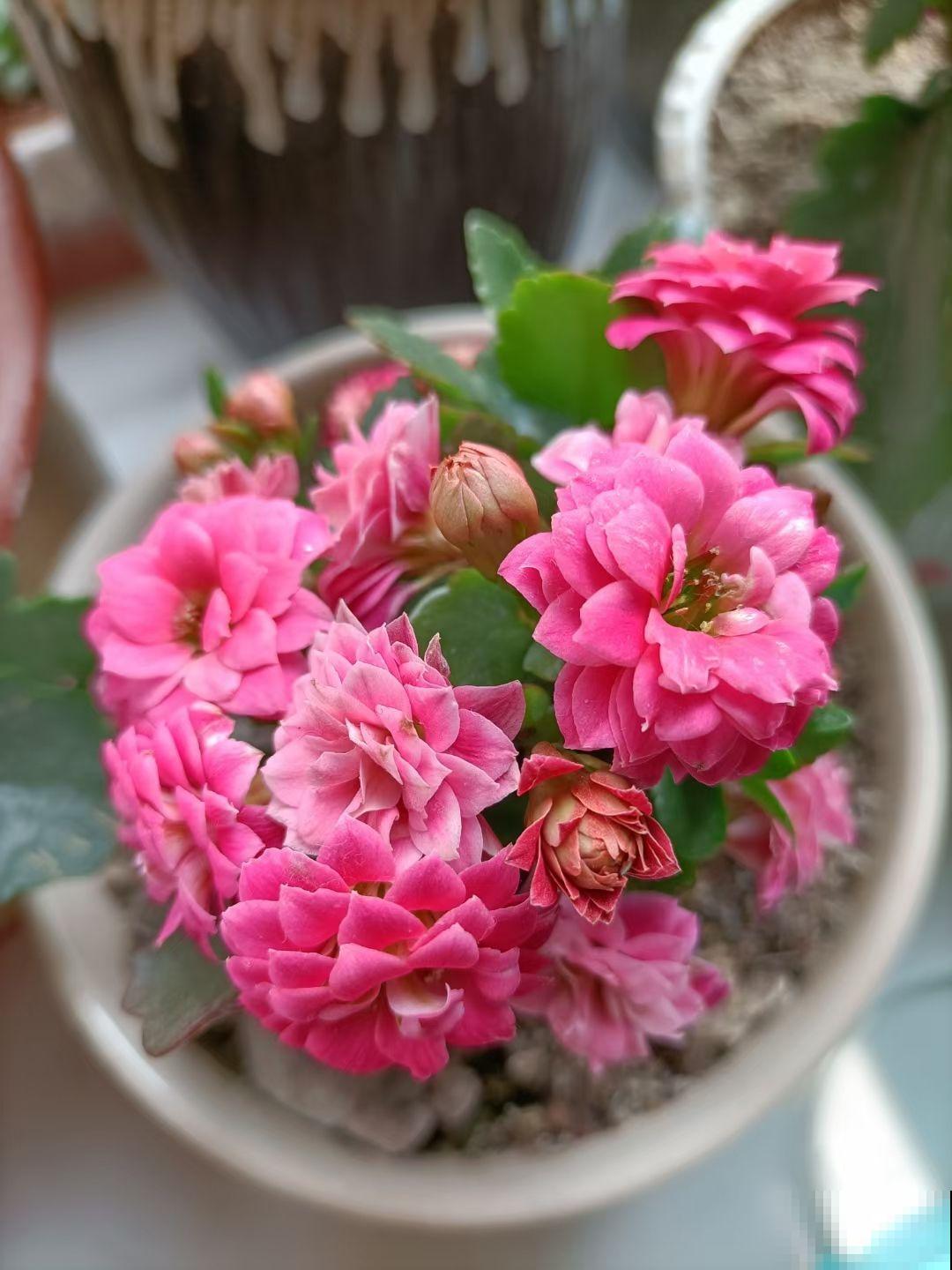 家里有老人，就养4种“寿星花”，好养活寓意好