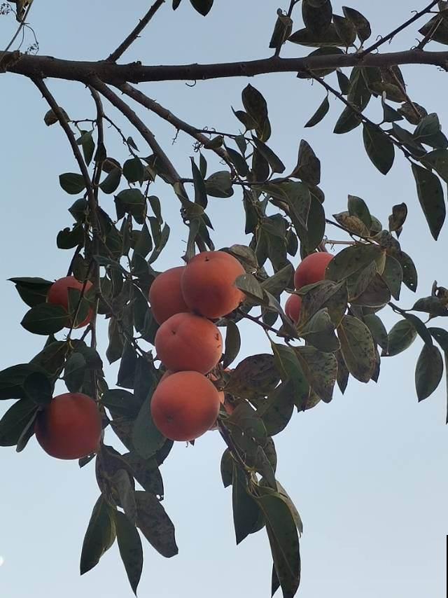柿子树结果质量差，只差夏季的3步修剪，现在做还来得及