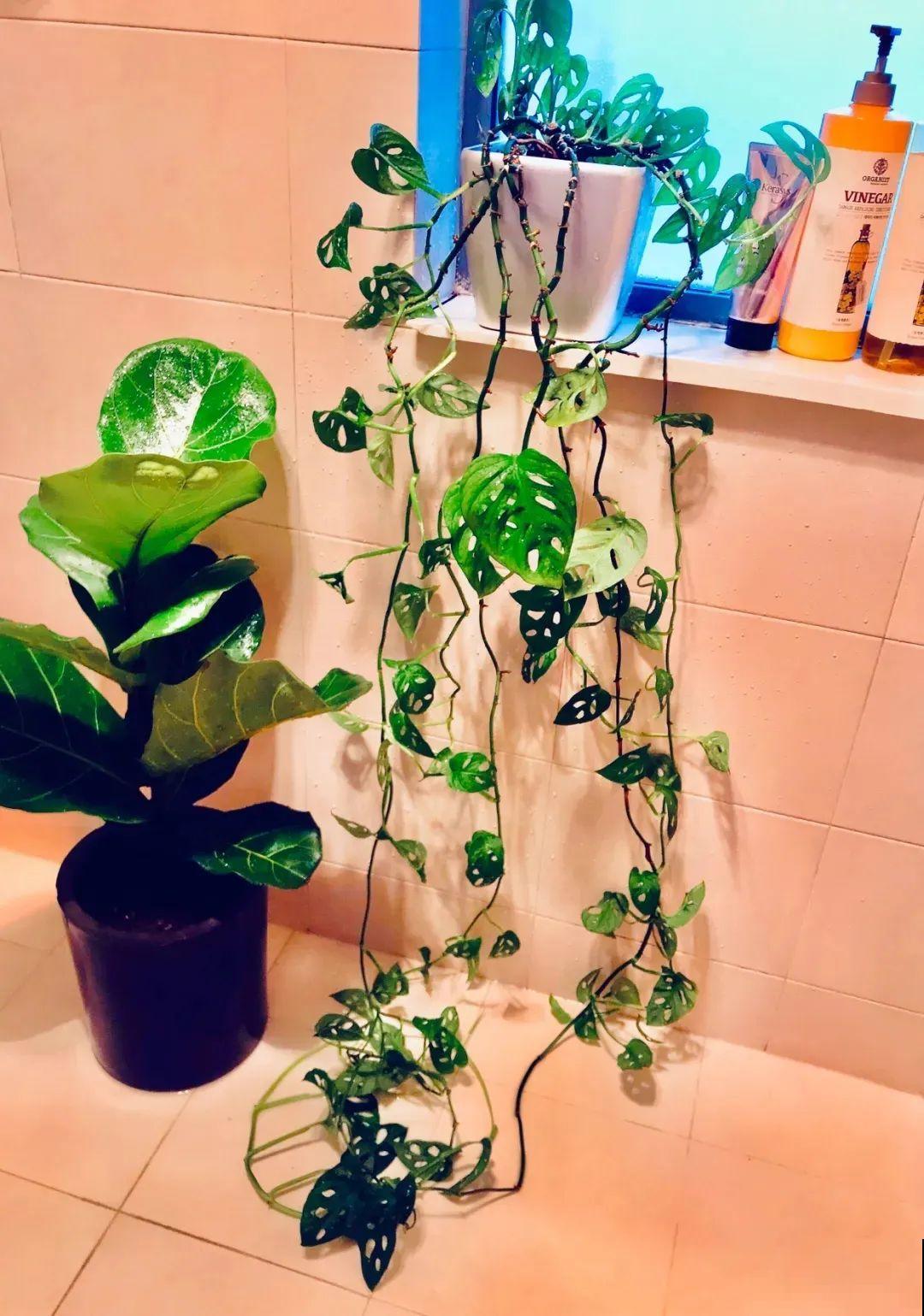 1种花有特点，养在家里变绿色瀑布，家里省了买窗帘